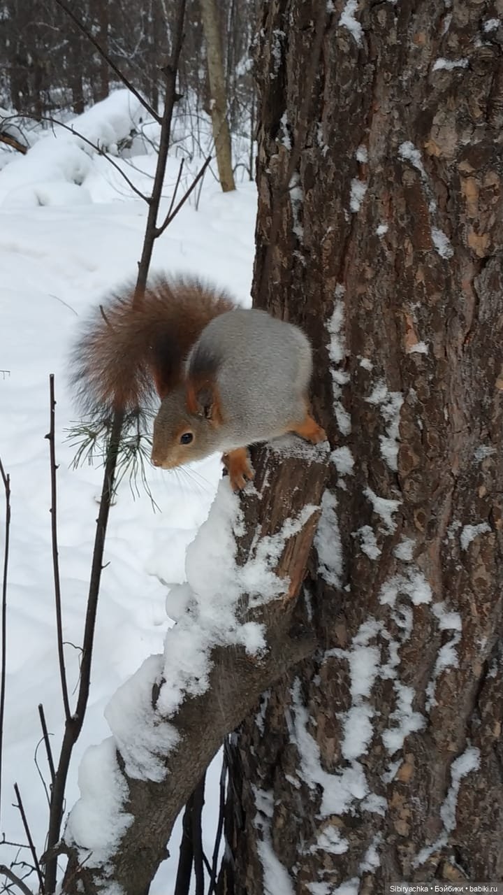 Сибирские белочки — В мире животных: смешные фото питомцев и зверей
