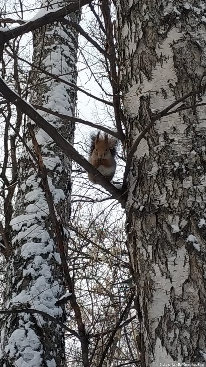 Сибирские белочки — В мире животных: смешные фото питомцев и зверей (фото 2)