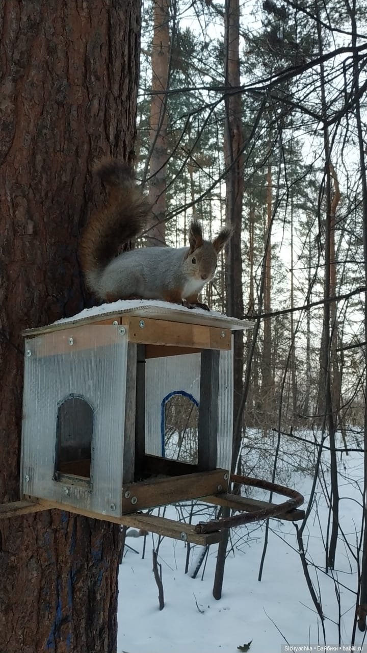 Сибирские белочки — В мире животных: смешные фото питомцев и зверей