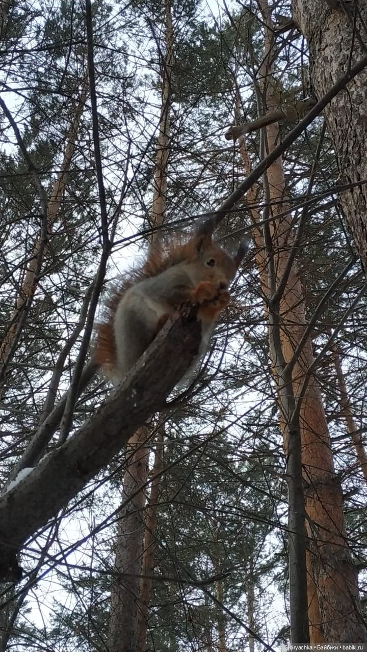 Сибирские белочки — В мире животных: смешные фото питомцев и зверей