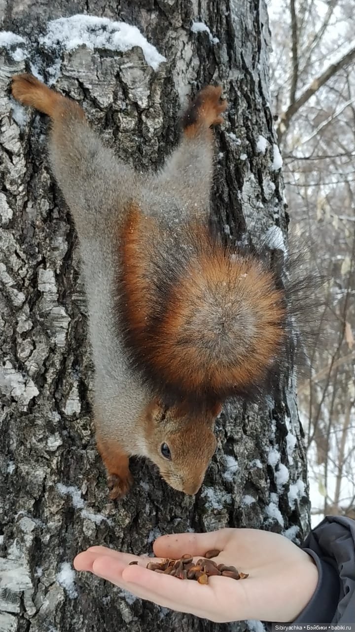 Сибирские белочки — В мире животных: смешные фото питомцев и зверей