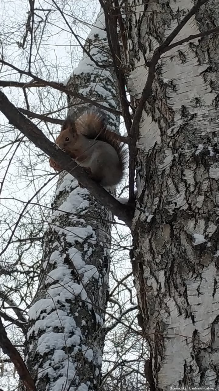 Сибирские белочки — В мире животных: смешные фото питомцев и зверей
