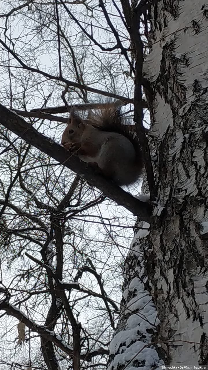 Сибирские белочки — В мире животных: смешные фото питомцев и зверей