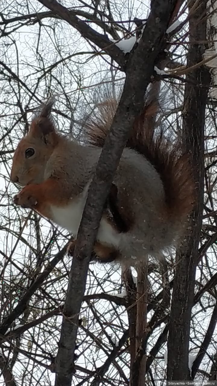 Сибирские белочки — В мире животных: смешные фото питомцев и зверей