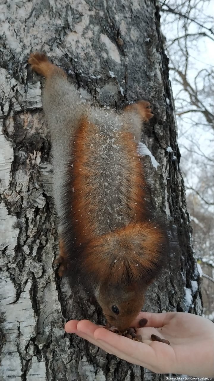 Сибирские белочки — В мире животных: смешные фото питомцев и зверей