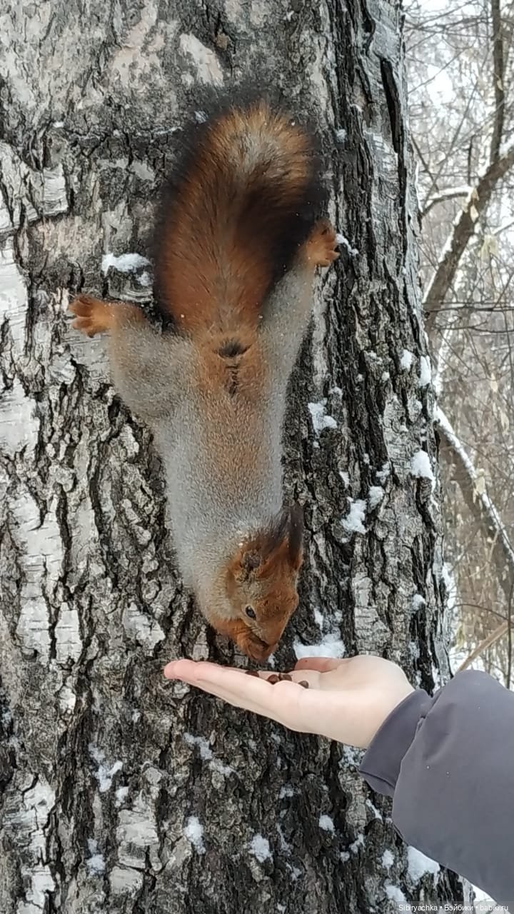 Сибирские белочки — В мире животных: смешные фото питомцев и зверей (фото 4)
