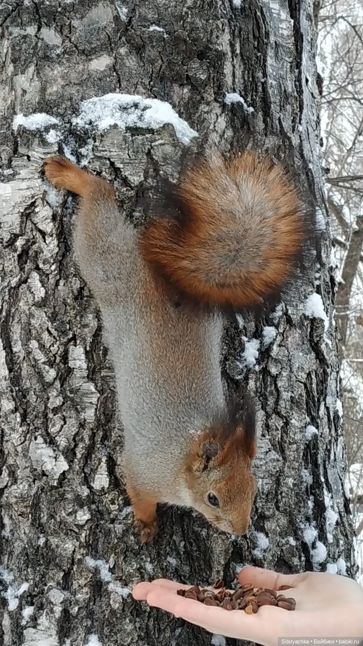 Сибирские белочки — В мире животных: смешные фото питомцев и зверей