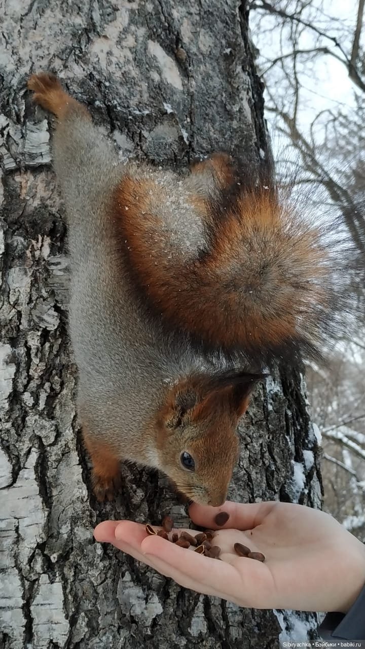 Сибирские белочки — В мире животных: смешные фото питомцев и зверей