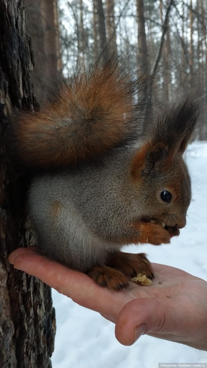 Сибирские белочки — В мире животных: смешные фото питомцев и зверей