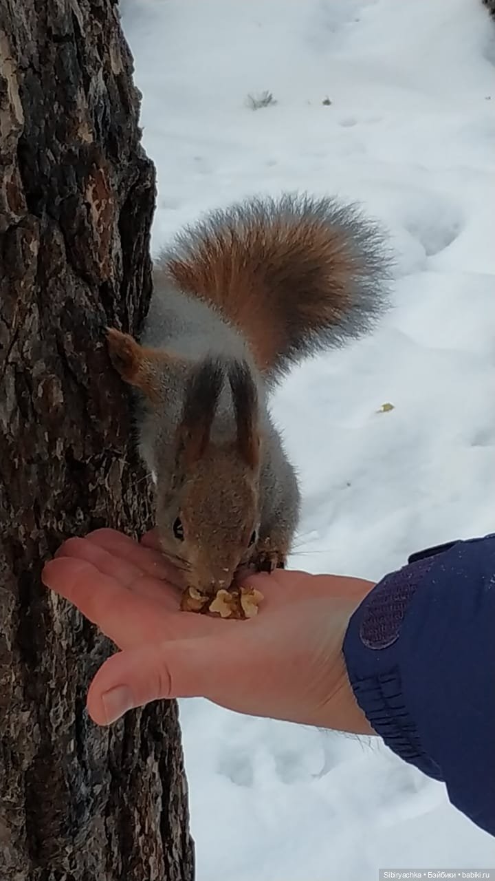 Сибирские белочки — В мире животных: смешные фото питомцев и зверей