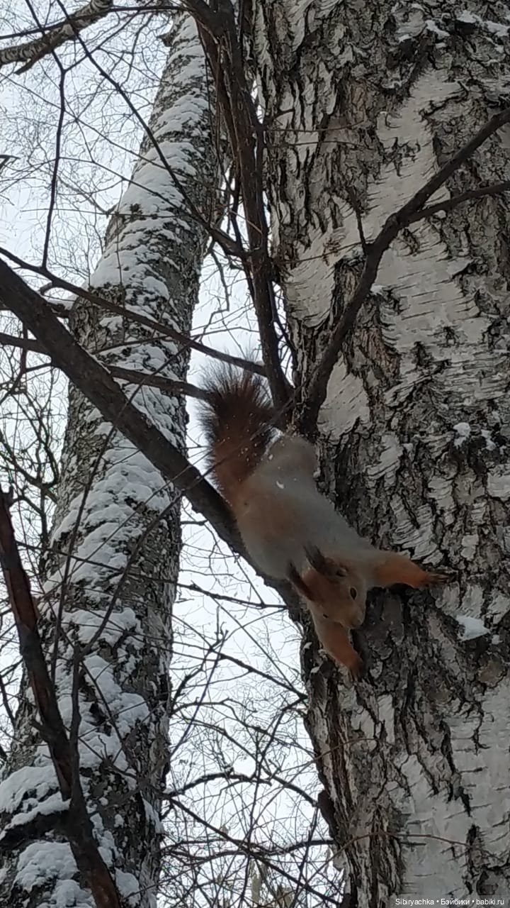 Сибирские белочки — В мире животных: смешные фото питомцев и зверей (фото 3)