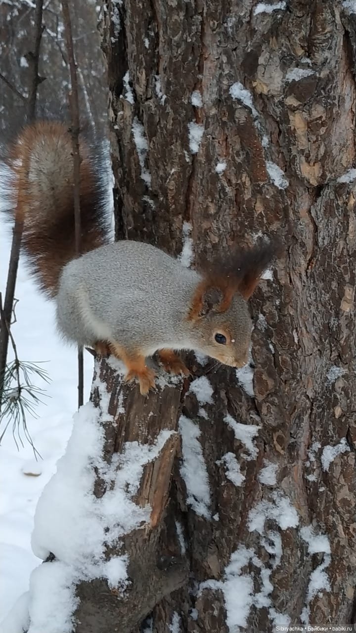 Сибирские белочки — В мире животных: смешные фото питомцев и зверей