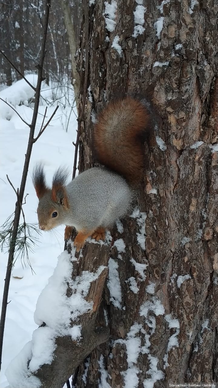 Сибирские белочки — В мире животных: смешные фото питомцев и зверей
