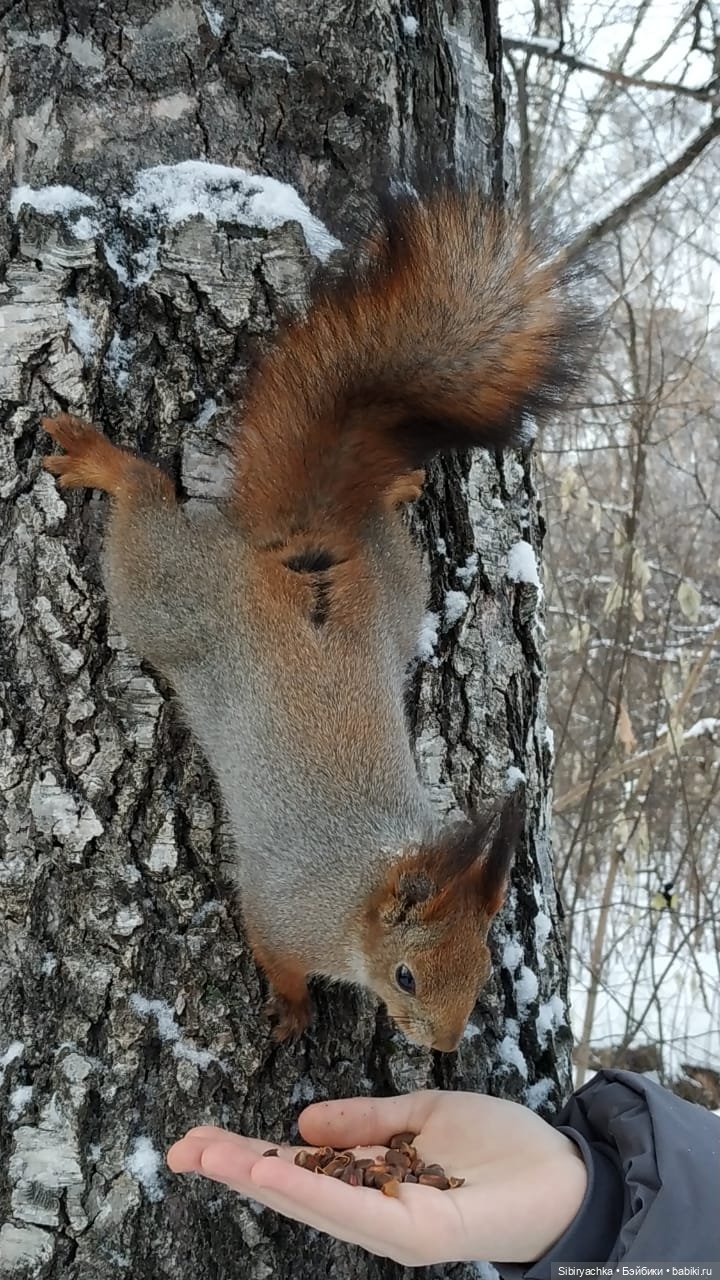 Сибирские белочки — В мире животных: смешные фото питомцев и зверей (фото 9)