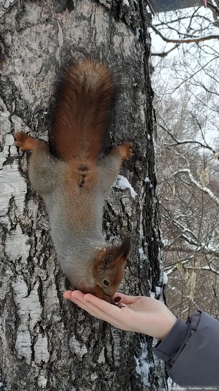 Сибирские белочки — В мире животных: смешные фото питомцев и зверей