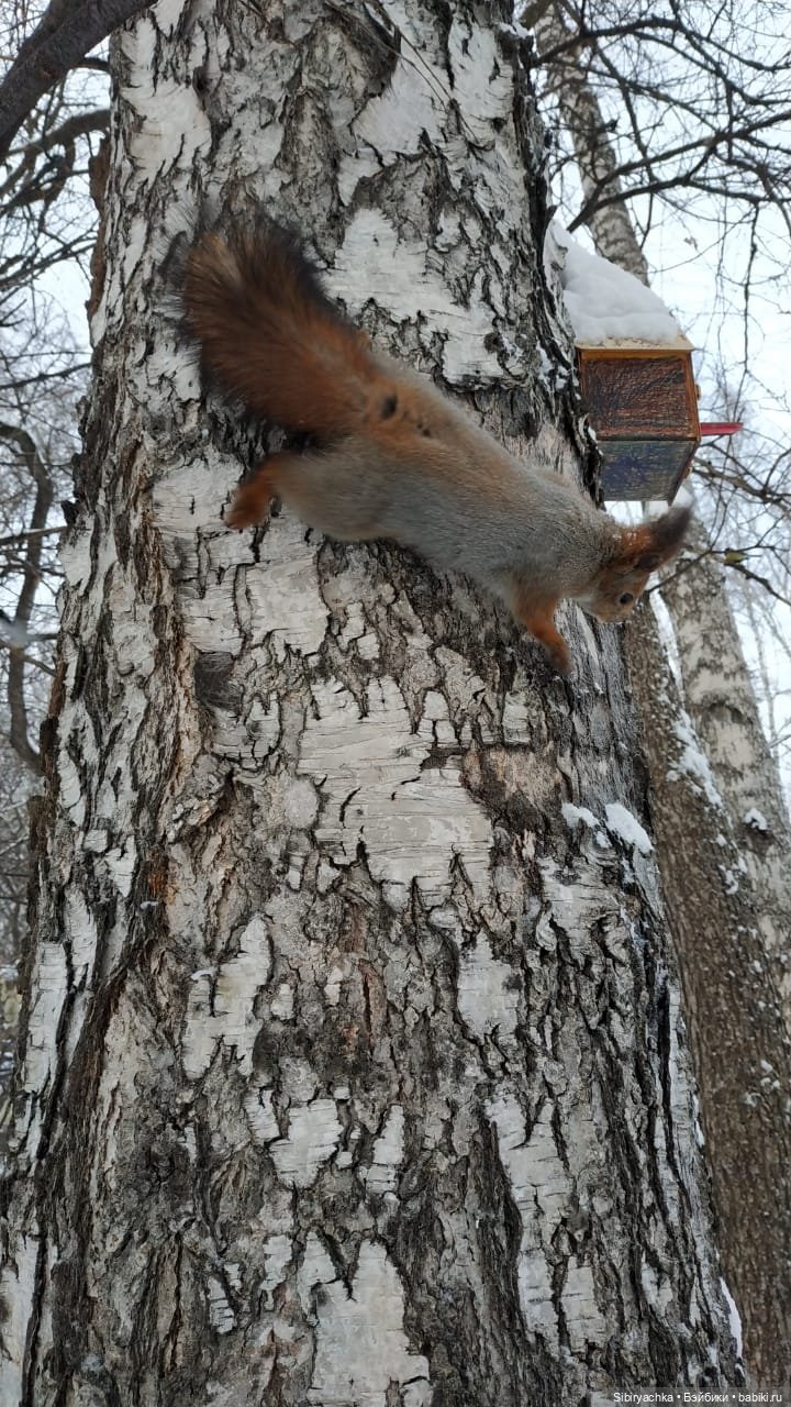 Сибирские белочки — В мире животных: смешные фото питомцев и зверей (фото 8)