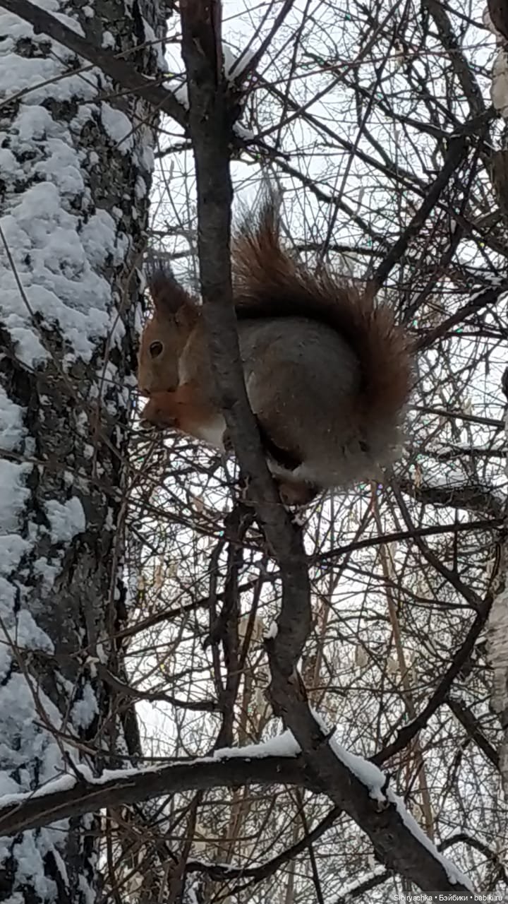 Сибирские белочки — В мире животных: смешные фото питомцев и зверей (фото 5)