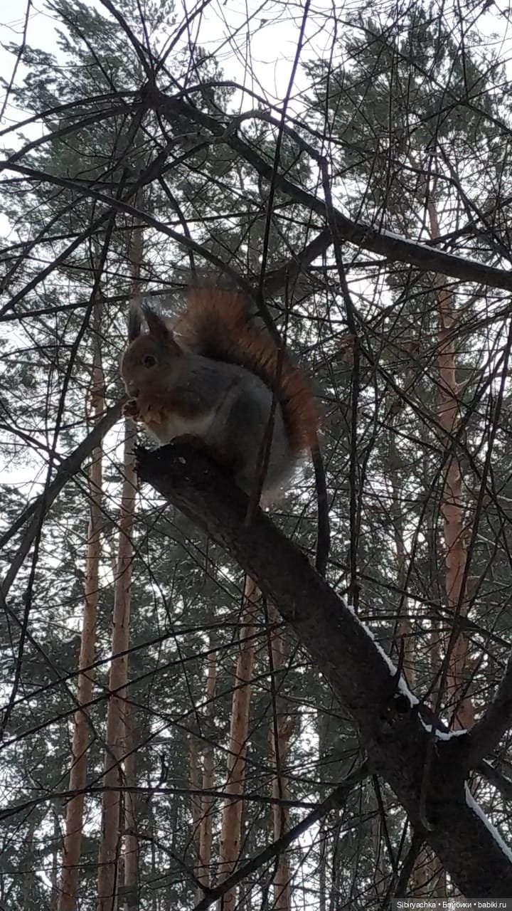 Сибирские белочки — В мире животных: смешные фото питомцев и зверей