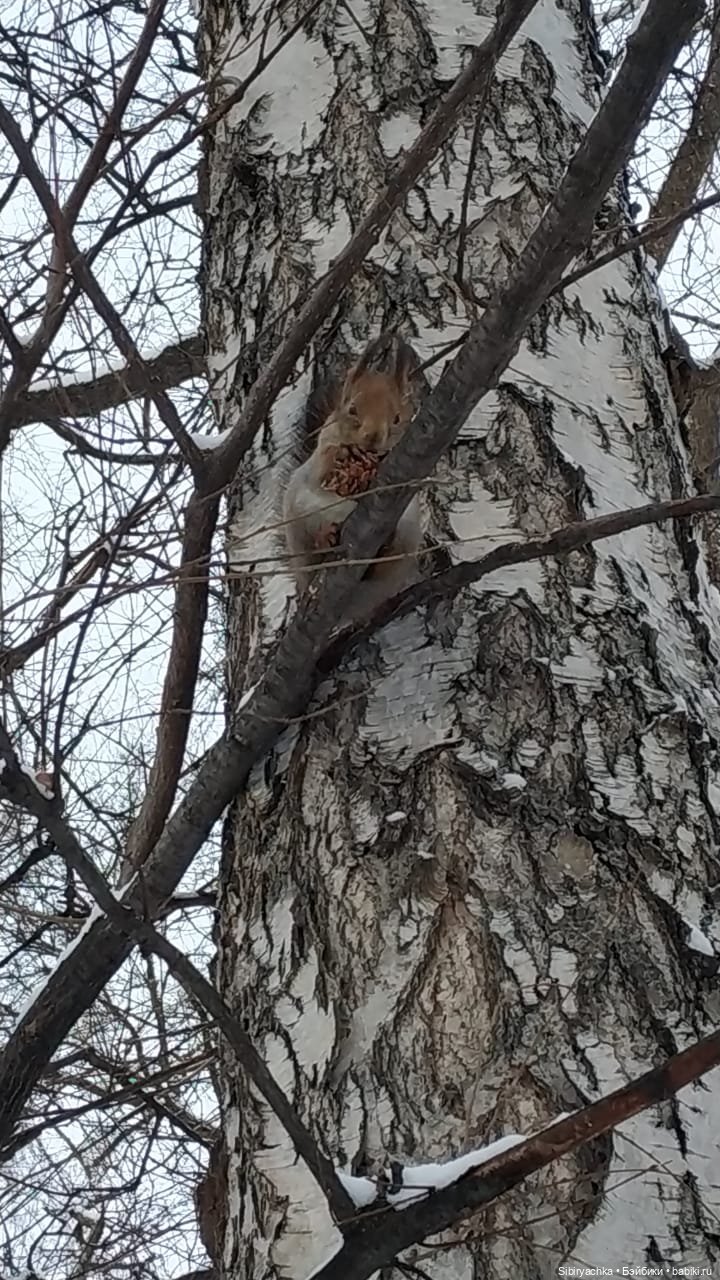 Сибирские белочки — В мире животных: смешные фото питомцев и зверей