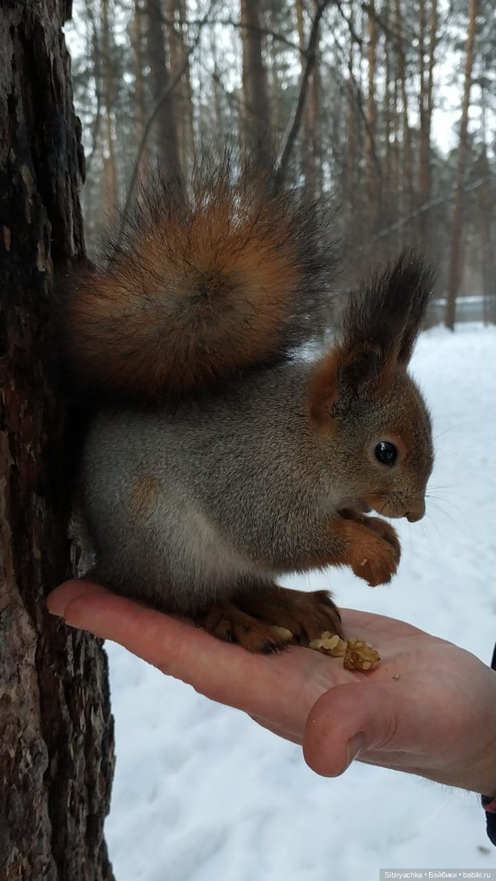 Сибирские белочки — В мире животных: смешные фото питомцев и зверей