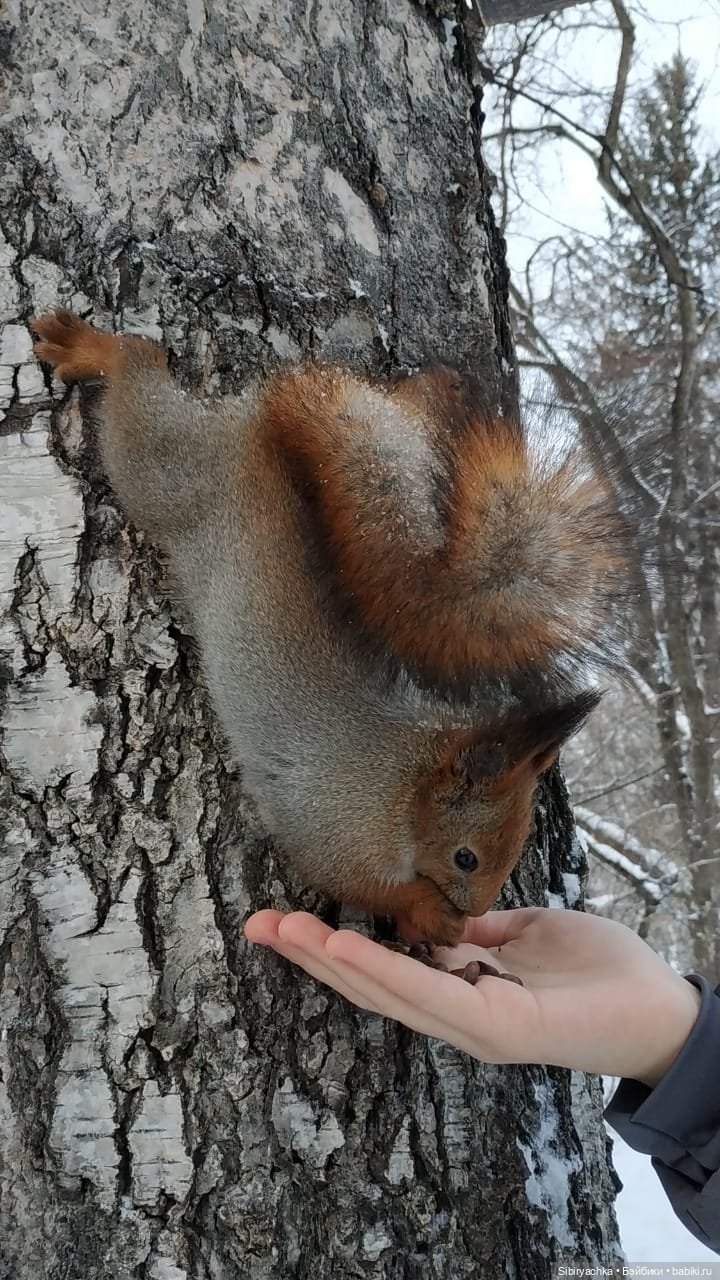 Сибирские белочки — В мире животных: смешные фото питомцев и зверей