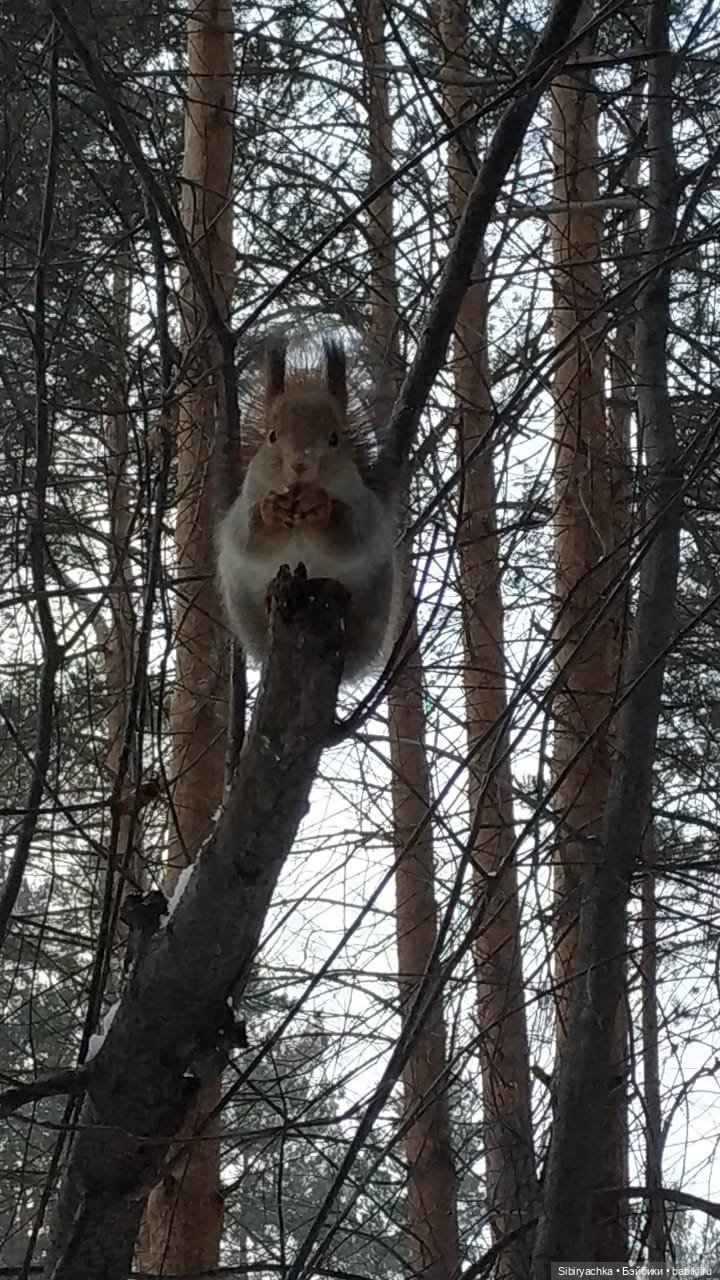Сибирские белочки — В мире животных: смешные фото питомцев и зверей