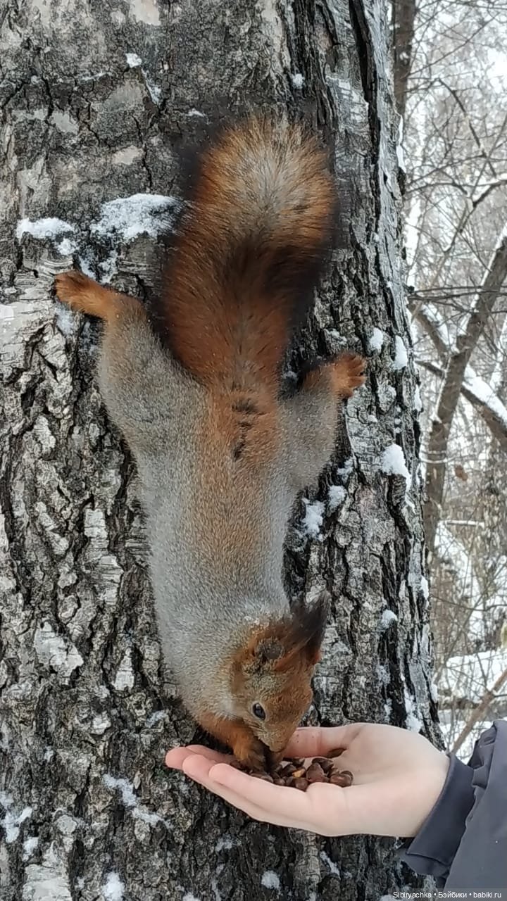 Сибирские белочки — В мире животных: смешные фото питомцев и зверей (фото 10)