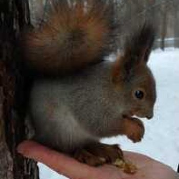 Сибирские белочки.