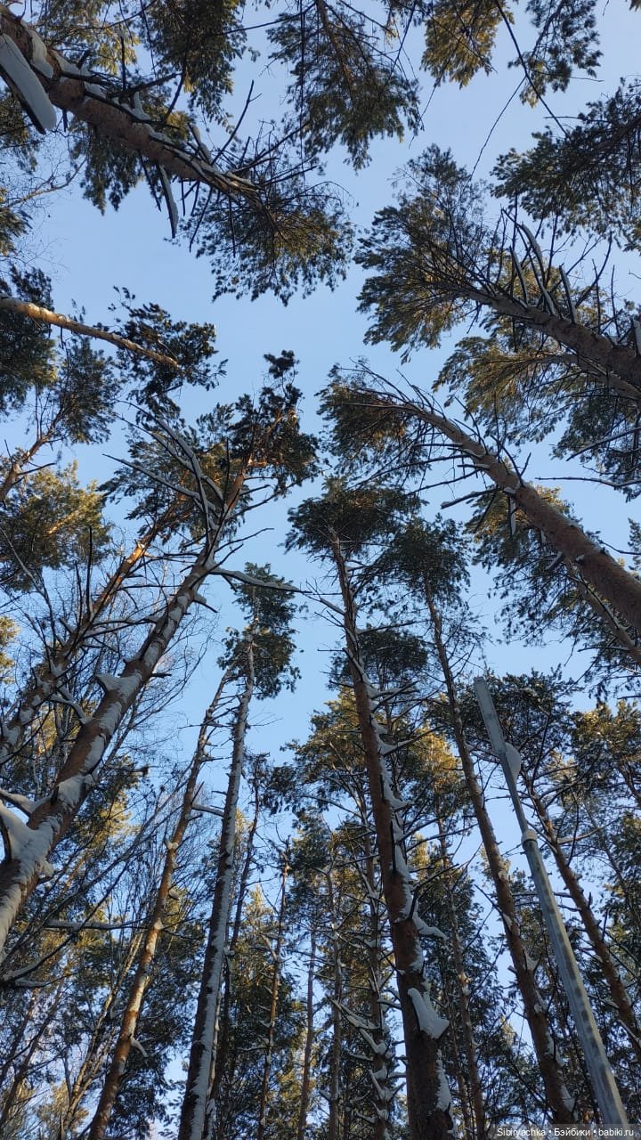 Игра света и тьмы в сибирском лесу (фото 2)