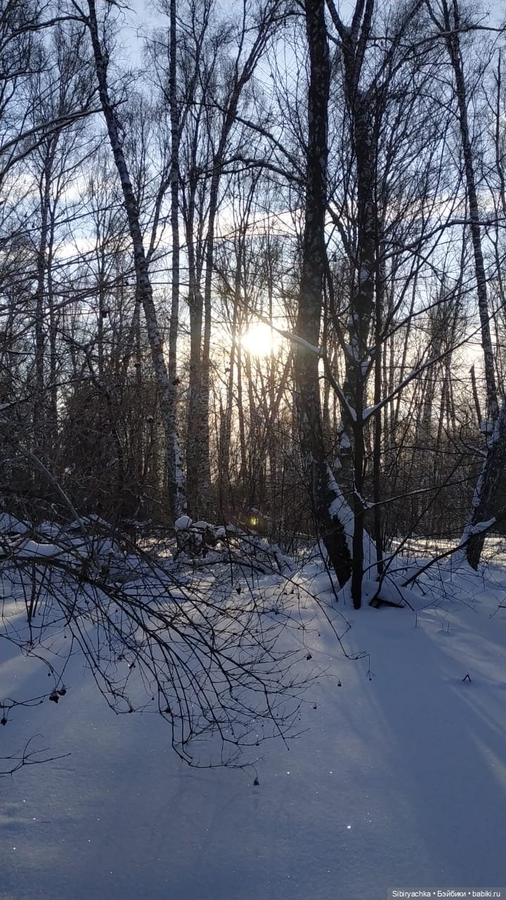 Игра света и тьмы в сибирском лесу