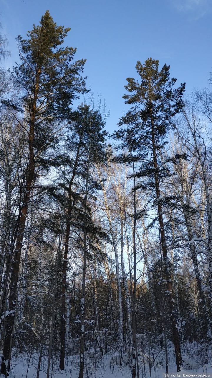 Игра света и тьмы в сибирском лесу