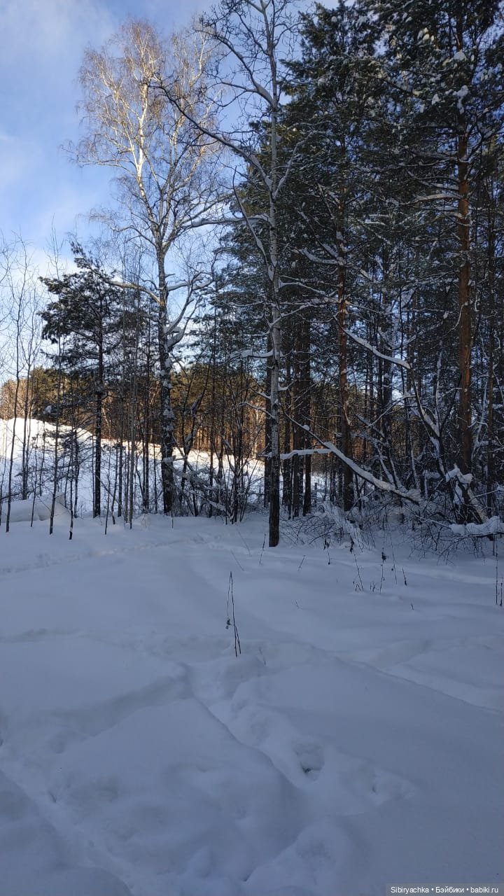 Игра света и тьмы в сибирском лесу