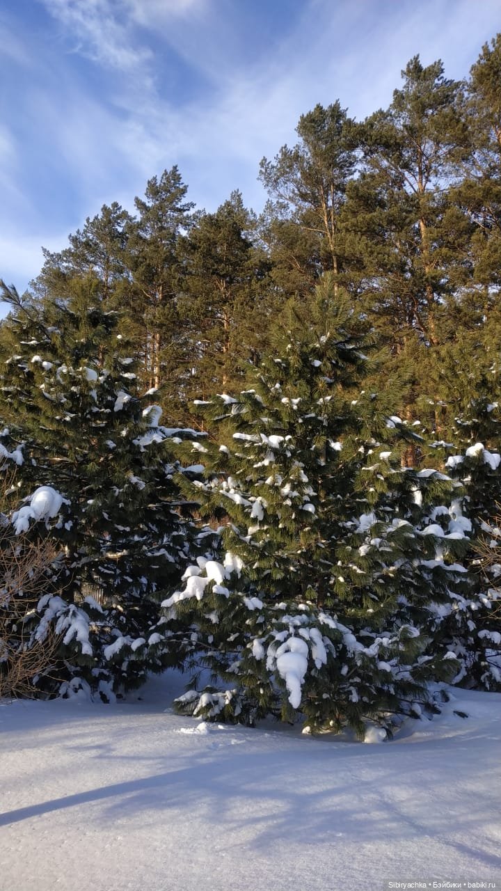 Игра света и тьмы в сибирском лесу