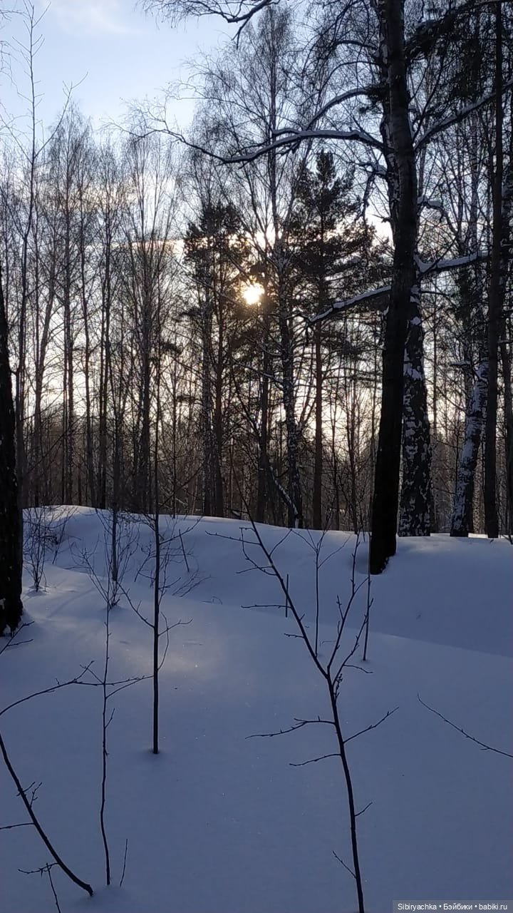 Игра света и тьмы в сибирском лесу
