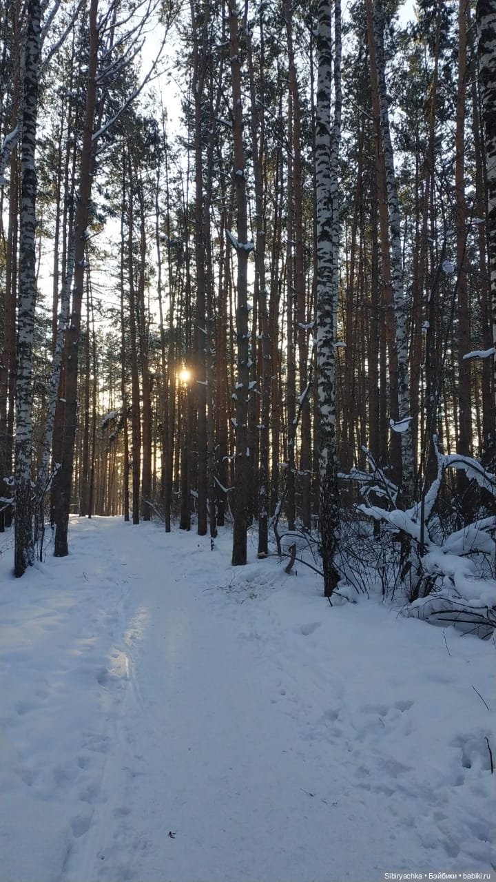 Игра света и тьмы в сибирском лесу