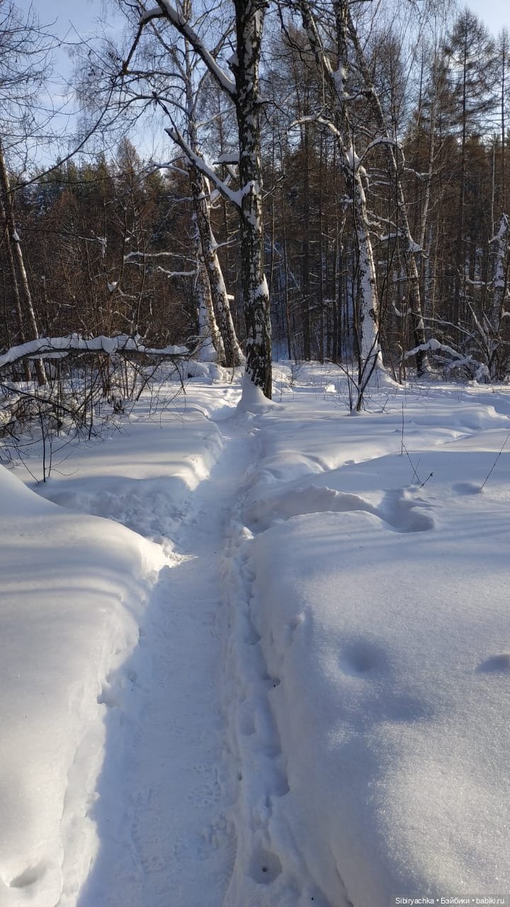 Игра света и тьмы в сибирском лесу
