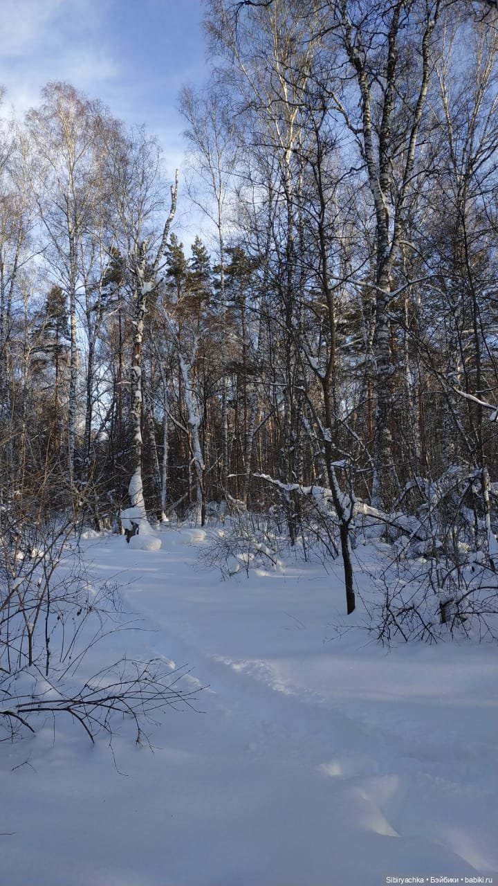 Игра света и тьмы в сибирском лесу