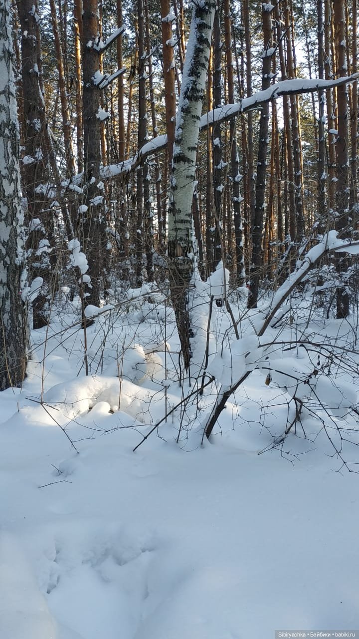 Игра света и тьмы в сибирском лесу (фото 4)