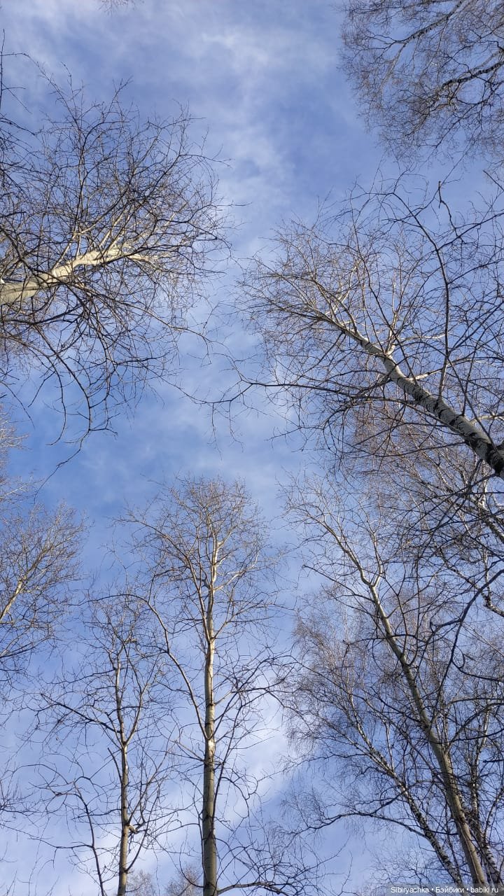 Игра света и тьмы в сибирском лесу