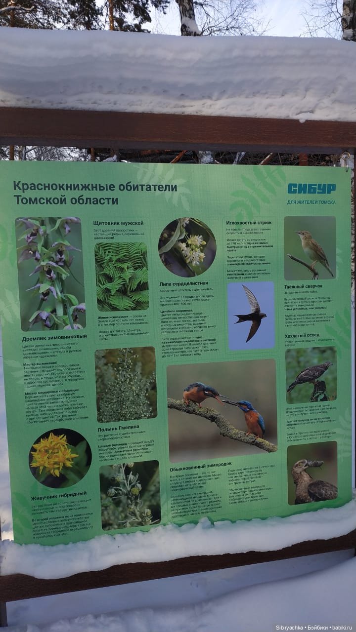 Игра света и тьмы в сибирском лесу