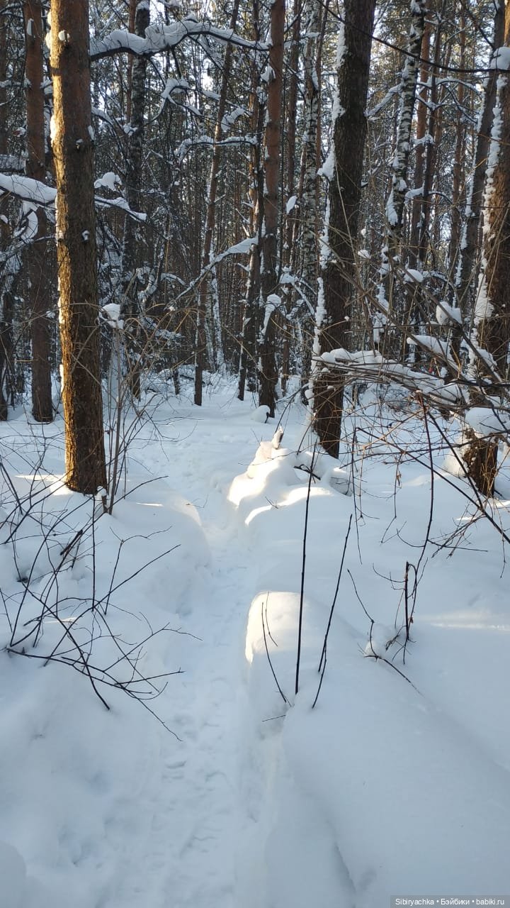 Игра света и тьмы в сибирском лесу (фото 3)