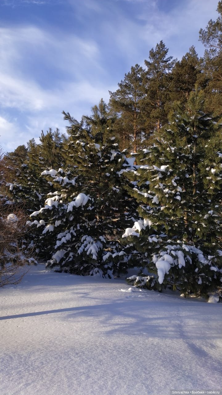 Игра света и тьмы в сибирском лесу