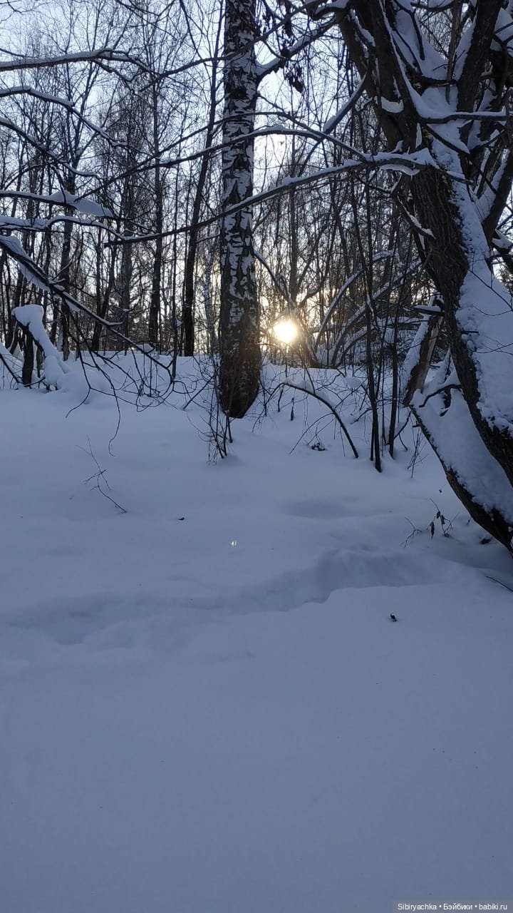 Игра света и тьмы в сибирском лесу