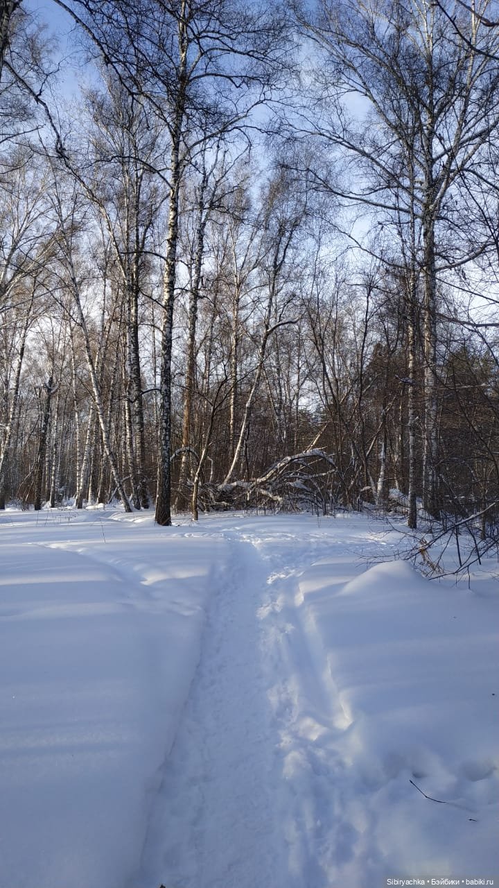Игра света и тьмы в сибирском лесу