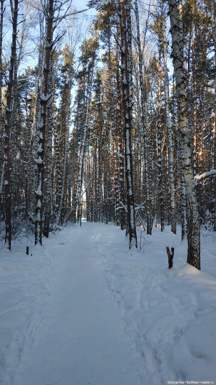 Игра света и тьмы в сибирском лесу (фото 6)