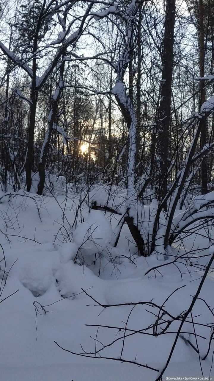 Игра света и тьмы в сибирском лесу