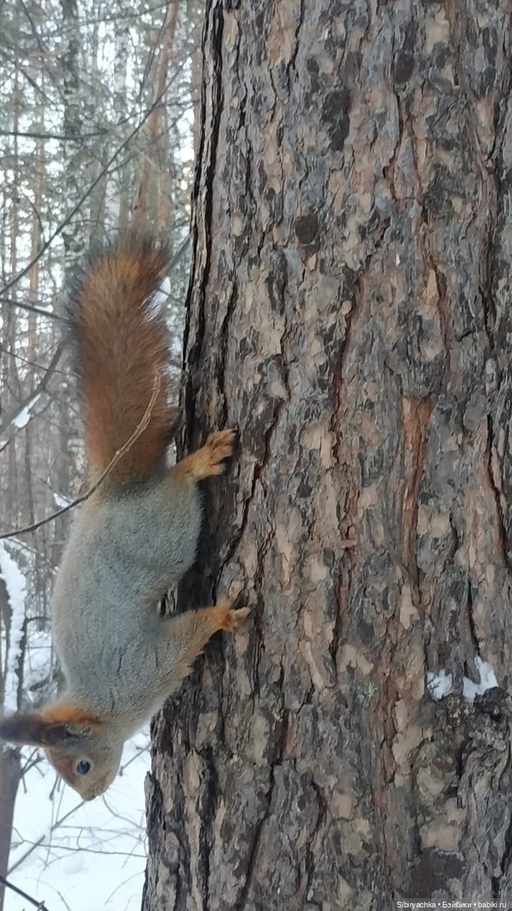 Сибирский лес в последний день года (фото 4)