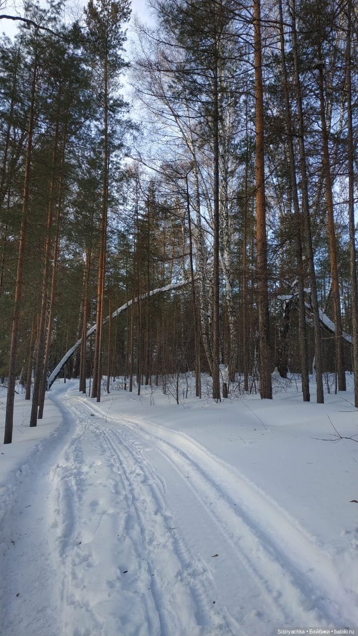 Сибирский лес в последний день года