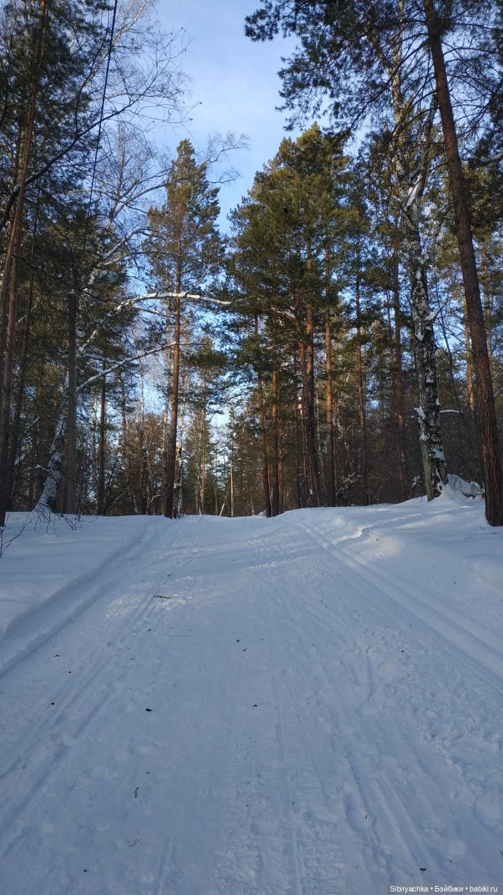 Сибирский лес в последний день года