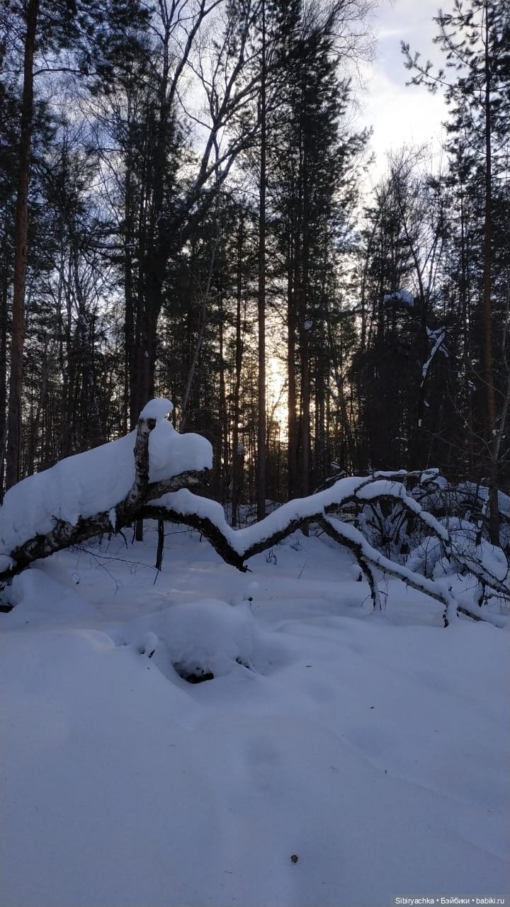 Сибирский лес в последний день года (фото 10)